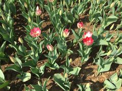 -瑶湖郊野森林公园