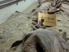 -嘉荫恐龙国家地质公园