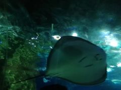 -大连圣亚海洋世界
