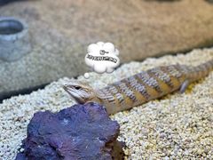 -酷以爬仙阁实体爬宠店·守宫·蜥蜴·专业繁育