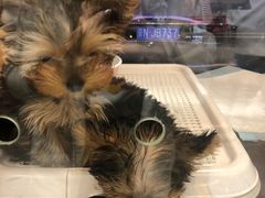 -FAELING PETS美天灵宠物(富力广场店)