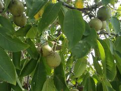 -南汇老顾农家乐采摘大团水蜜桃采摘店