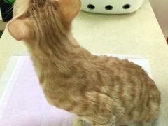 -艾贝尔宠物诊疗