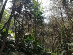 -铁山坪森林公园