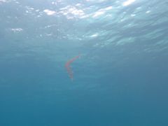 -班拉雅潜水度假村