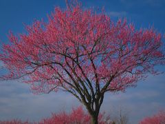 -花开海上生态园
