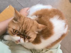 -飞行喵MR PILOT|猫舍·猫咖(静安大融城店)
