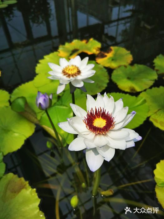 国家植物园南园图片