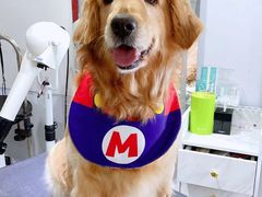 -萌宠之家·腊肠犬·马尔泰·小体犬舍