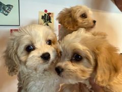 -翊宠yipet猫狗购宠庄园犬舍•猫舍