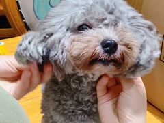 -more than meow吴止猫主题餐厅(承德 中船汇店)