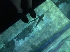 -暹罗海洋世界