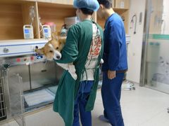 -谐和贝康宠物医院24小时·宠保定点(急重症转诊中心)