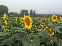 -北京东方普罗旺斯薰衣草庄园