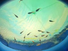 -欢乐海岸海洋奇梦馆