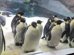 -帝企鹅自助餐厅•儿童岛•真企鹅(长隆企鹅酒店)