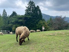 -神户市立六甲山牧场