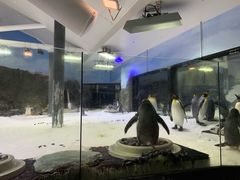 -悉尼海洋生物水族馆
