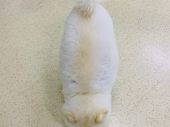 -北京观赏动物医院·24小时大型综合·猫专科·异宠专科