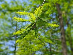 -春花秋色城市公园