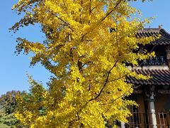 -九华山风景区月身宝殿