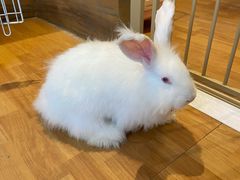 -猫猫幼稚园·撸猫·桌游·电玩