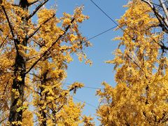 -两江幸福广场