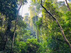 -西双版纳原始森林公园