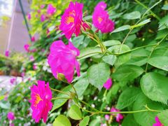 -两江幸福广场