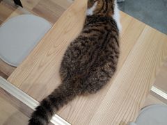-瞄一喵猫咖(格力海岸店)