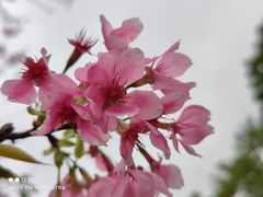 -中国科学院华南植物园