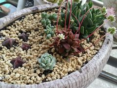 android_upload_pic-南农多肉大棚