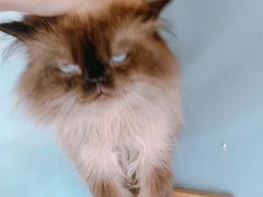 -柚子猫舍·精品猫舍购猫·猫咪认养·购宠·宠物店
