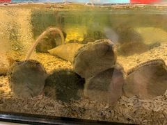 -海九澎湖海鲜餐厅