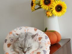 -瑞鹏宠物医院·普外科·影像科·皮肤科(城市山谷分院)