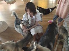 -Husky Go! 哈士奇体验馆·宠物咖啡厅狗咖