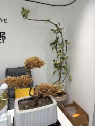 -张小野·专业半永久纹眉