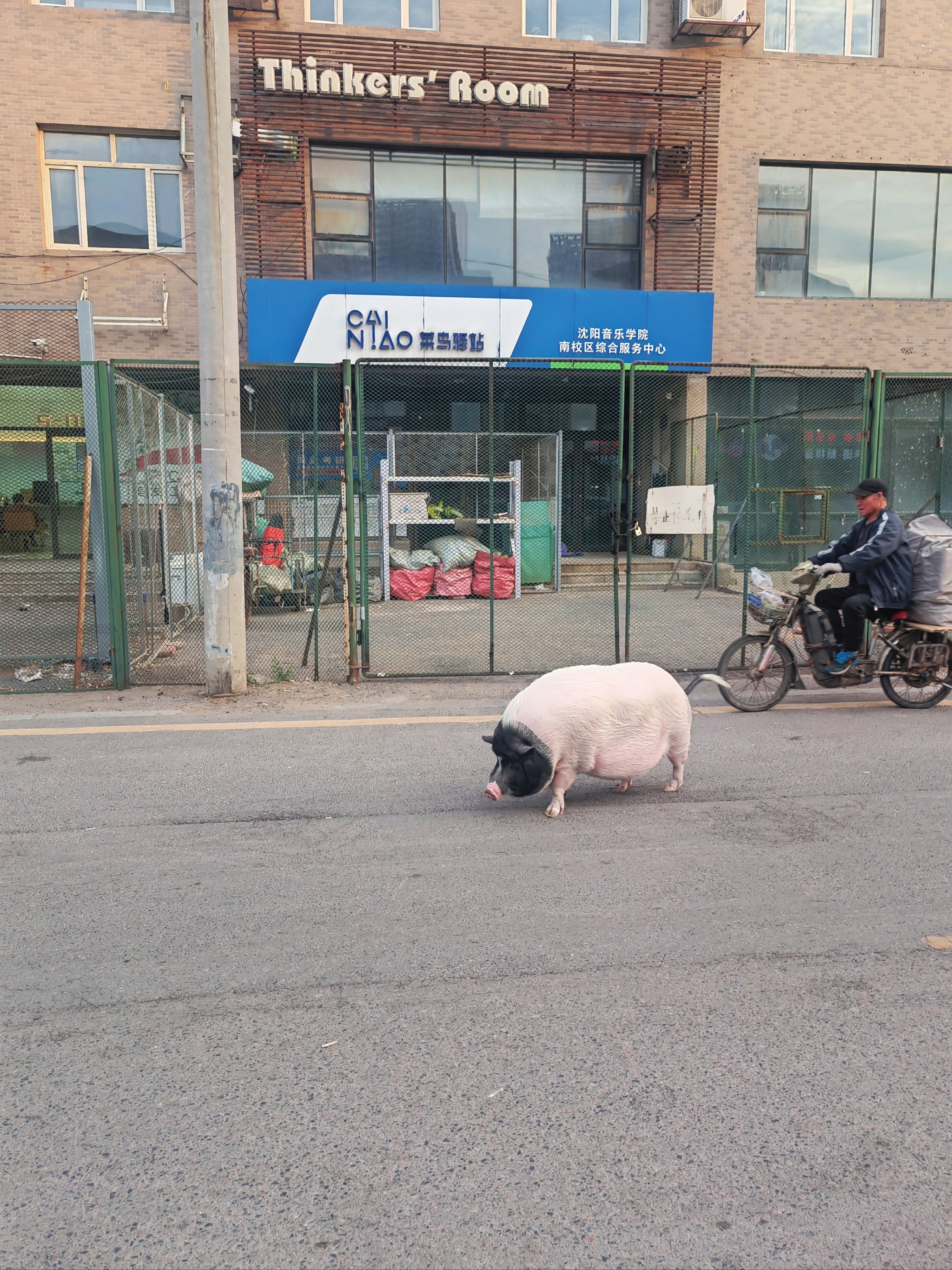 猪走路妖娆的图片图片