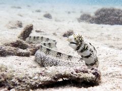 -班拉雅潜水度假村