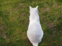 -大壶春(四川中路店)