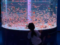-海合安成都极地海洋公园