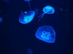 -上海海洋水族馆-停车场
