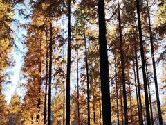 -黄海国家森林公园