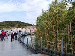 -大塘金香草谷