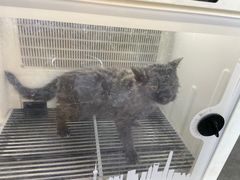 -宠颐生宠物医院·犬猫全科·皮肤科(商业街店)