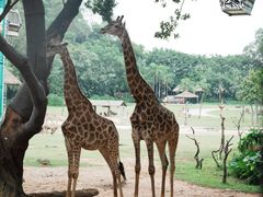 -麒麟中餐厅·经典粤菜·地道菜式老字号(广州长隆酒店)