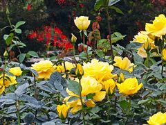 -人民公园(罗湖区)