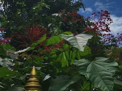 -中国科学院西双版纳热带植物园