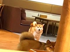 -柴务处·柴犬主题狗咖