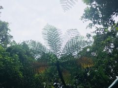 -热带雨林自然公园
